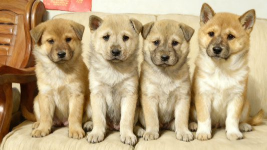 When the time comes to say goodbye: How to handle your pet's remains with dignity？