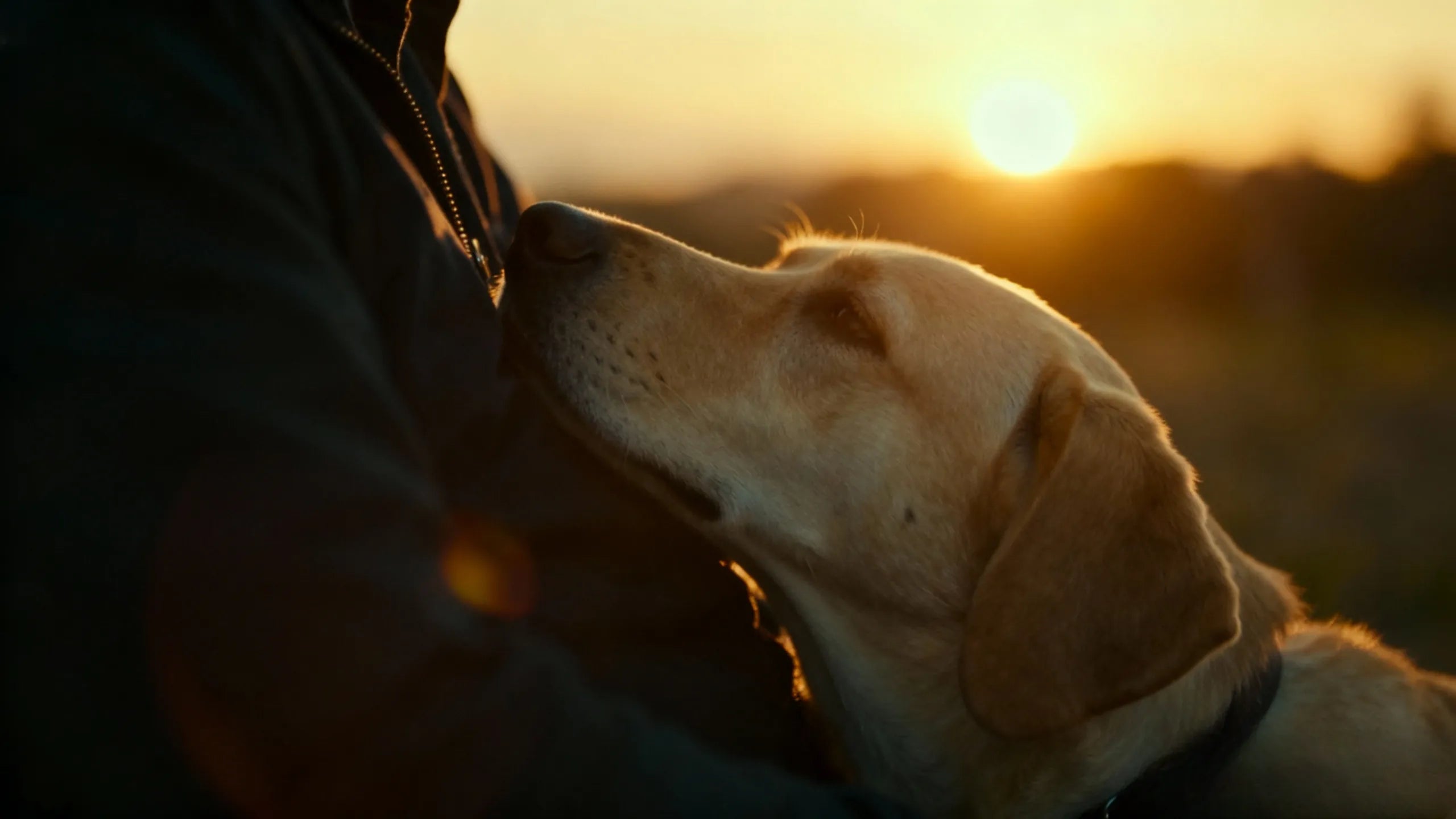 The pet dog nestled tightly against its owner's chest.